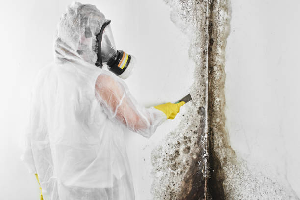 Best Professional Mold Removal  in Myers Corner, NY