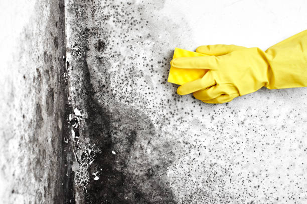 Best Office Mold Removal Services  in Myers Corner, NY
