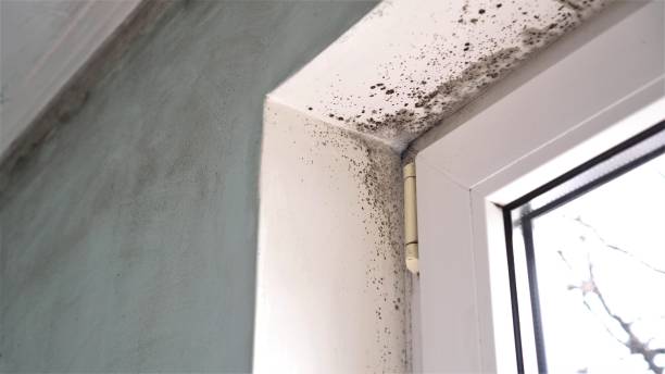 Mold Removal and Inspection in Myers Corner, NY