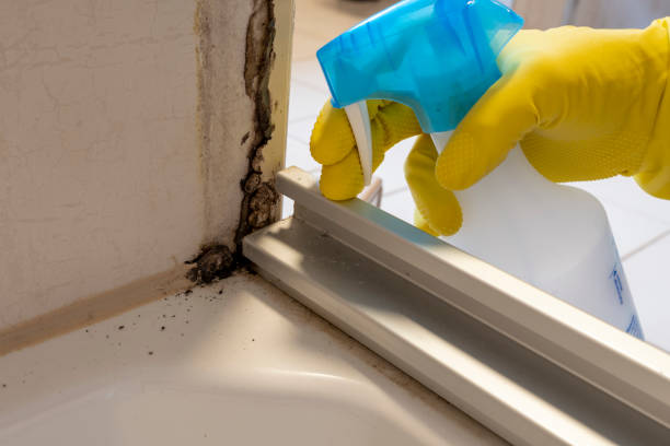Best Mold Removal Specialists  in Myers Corner, NY