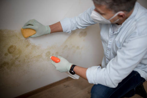 Attic Mold Removal in Myers Corner, NY