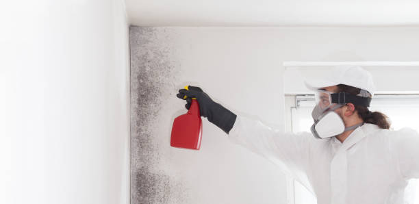 Professional Mold Removal in Myers Corner, NY