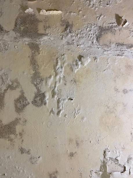 Best Black Mold Removal  in Myers Corner, NY