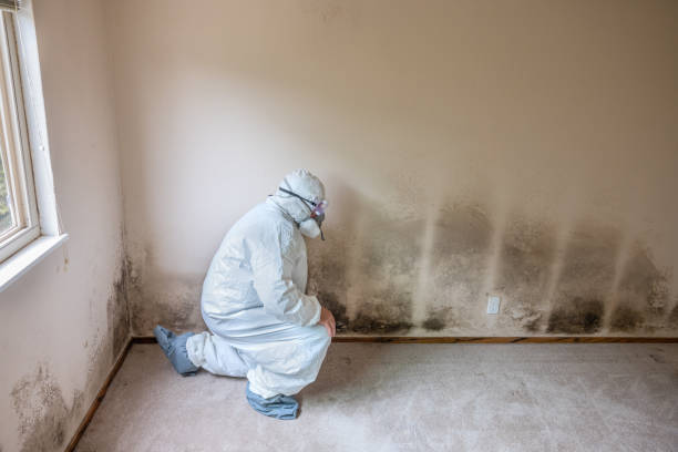 Best Certified Mold Removal  in Myers Corner, NY