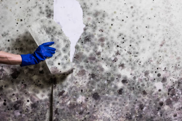 Best Mold Damage Repair  in Myers Corner, NY